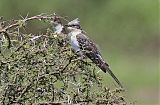 Great Spotted Cuckoo